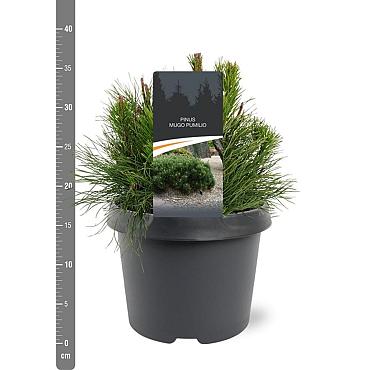 Pinus mugo pumilio