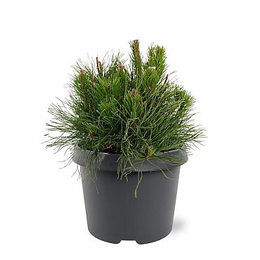 Pinus mugo pumilio