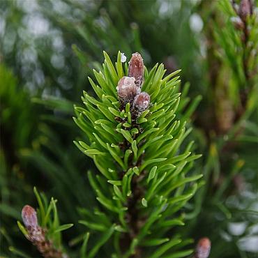 Pinus mugo pumilio