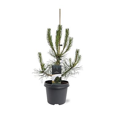 Pinus nigra nigra