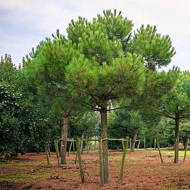 Pinus pinea