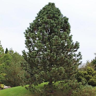 Pinus ponderosa