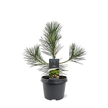 Pinus thunbergii