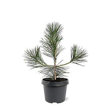 Pinus thunbergii