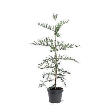 Sequoia sempervirens