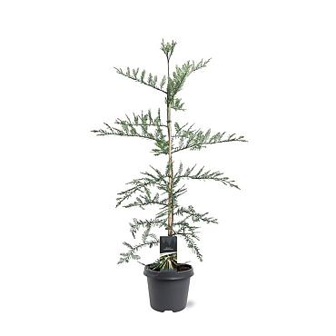 Sequoia sempervirens