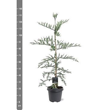 Sequoia sempervirens