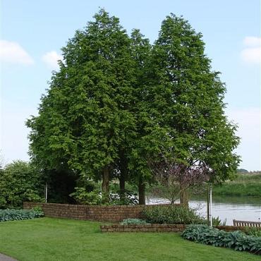 Taxodium distichum