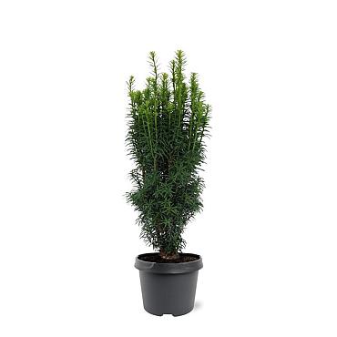 Taxus b. 'Fastigiata'