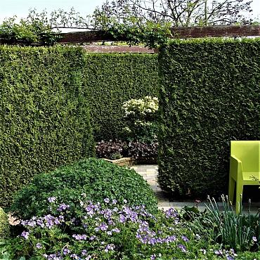 Thuja occ. 'Brabant'
