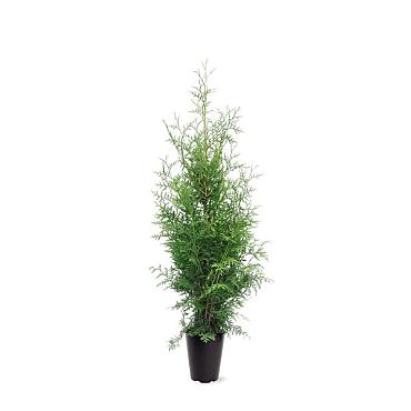 Thuja occ. 'Brabant'