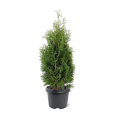 Thuja occ. 'Holmstrup'