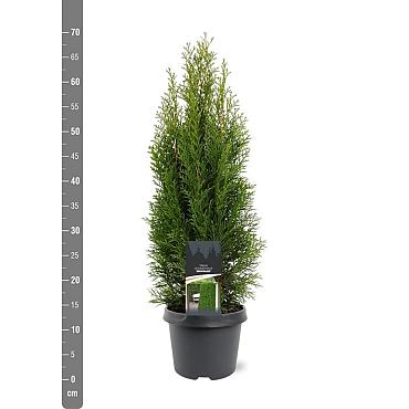 Thuja occ. 'Smaragd'
