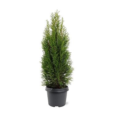 Thuja occ. 'Smaragd'