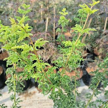 Acer pal. 'Shishigashira'
