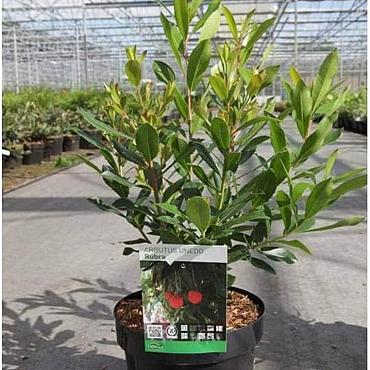 Arbutus unedo 'Rubra'