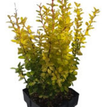 Berberis thunb. 'Yellow Tower'
