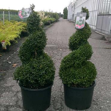 Buxus sempervirens  -Spiral-