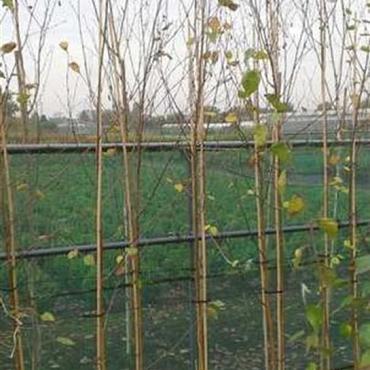 Betula utilis jacquemontii