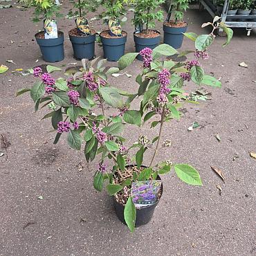 Callicarpa bodinieri 'Profusion'
