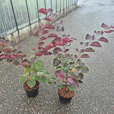 Cercis can. 'Forest Pansy'