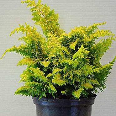 Chamaecyparis o. 'Fernspray Gold'