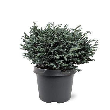 Chamaecyparis p. 'Blue Moon'