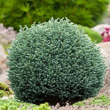 Chamaecyparis p. 'Blue Moon'