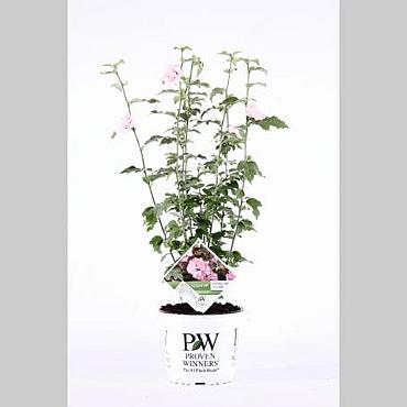 Hibiscus syr. Sugar Tip
