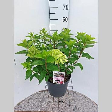 Hydrangea pan. Living Pink & Rose