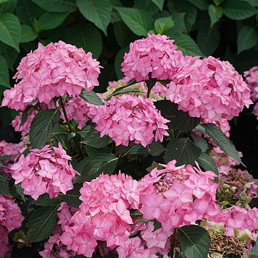 Hydrangea s. F. & F. Fr. Smoothie