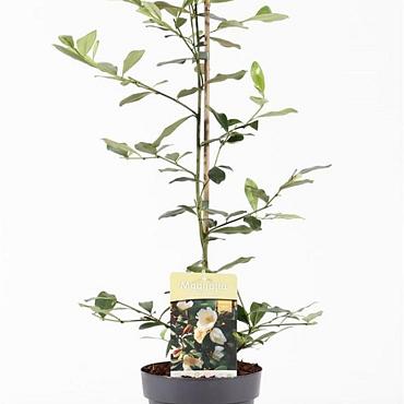 Magnolia Fairy Magn. Honey Velvet