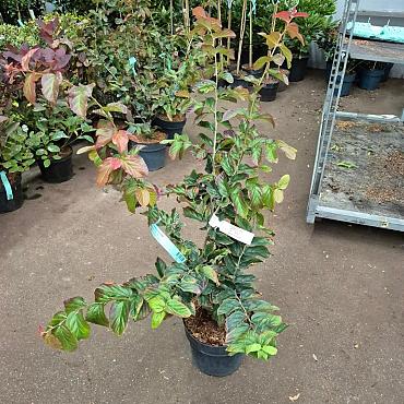 Parrotia persica 'Bella'
