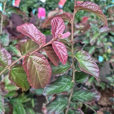 Parrotia persica 'Bella'