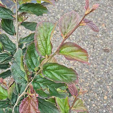 Parrotia persica 'Bella'