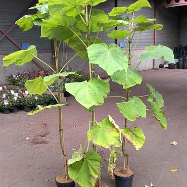 Paulownia tomentosa