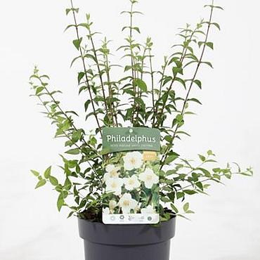 Philadelphus Petite Perfume White