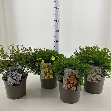 Potentilla fruticosa in Mixed Varieties