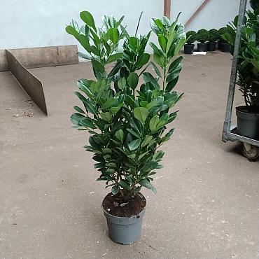Prunus l. Bonaparte