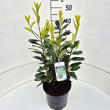 Prunus l. 'Novita'
