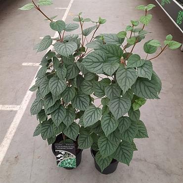 Hydrangea hydrangeoides 'Moonlight'