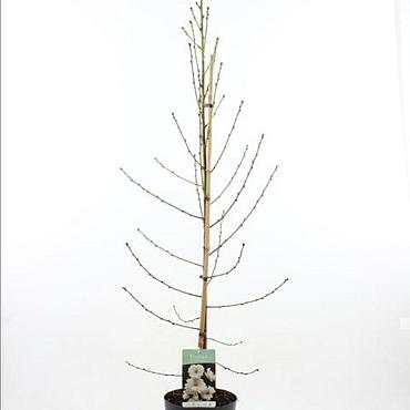 Prunus p. Taoflora White