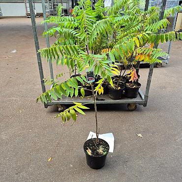 Rhus typhina