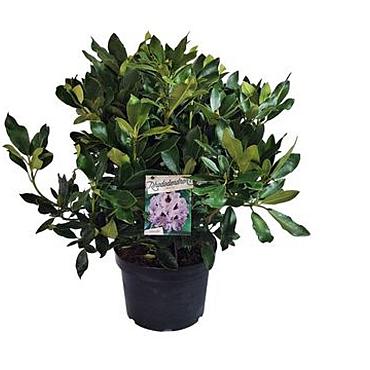 Rhododendron 'Blue Jay'