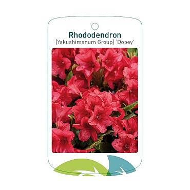 Rhododendron (Y) 'Dopey'