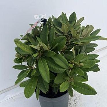 Rhododendron (Y) 'Dopey'