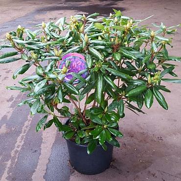 Rhododendron in cultivars