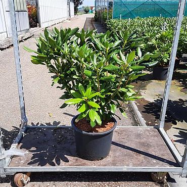 Rhododendron in cultivars