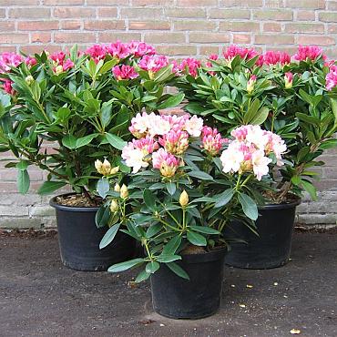 Rhododendron in cultivars