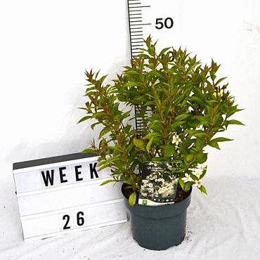 Weigela Picobella Bianca/Rosa/Rosso MIX